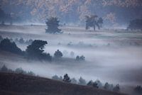 Edelhert in mistig landschap