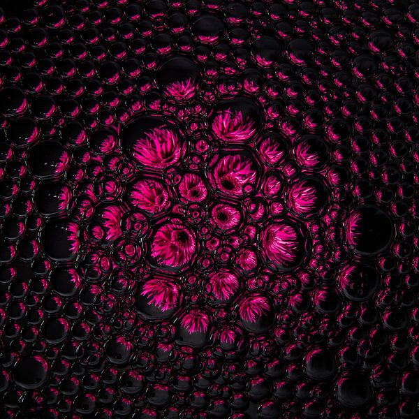 Gerbera fuchsia en gouttes par Marjolijn van den Berg