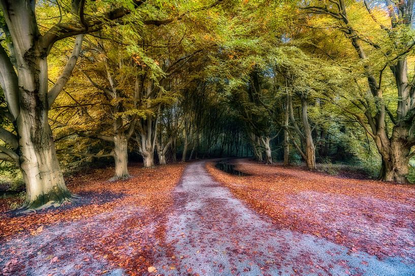 Autumn in Amsterdamse Bos by Adriaan Westra