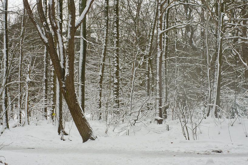 La neige sur les arbres en forêt, Pays-Bas, Roosendaal par Wies Van Erp