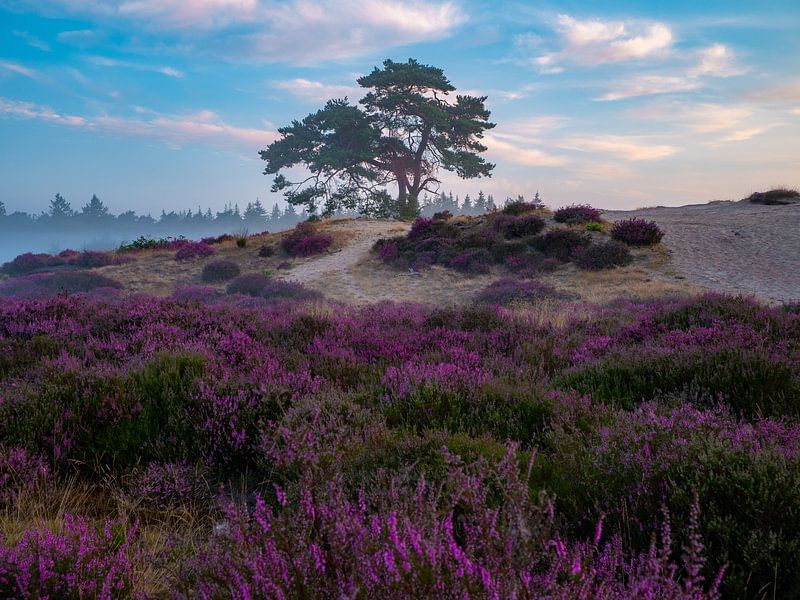 heather in abundance by snippefotografie