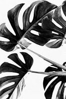 Monstera Black and White 05