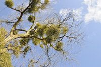 Mistelzweig, Zedernholz