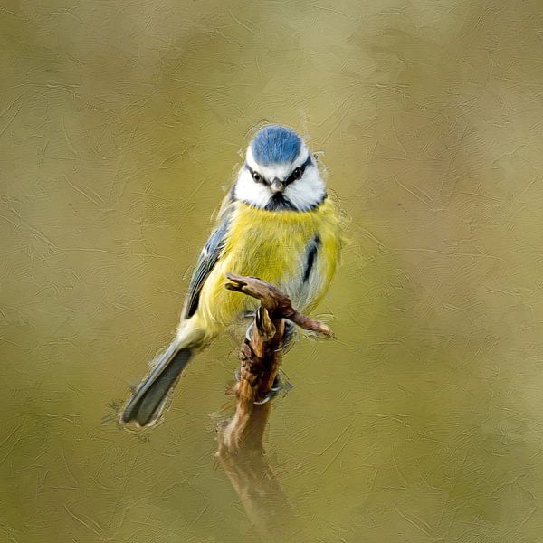 Porträt einer Blaumeise - Digitale Malerei von Gianni Argese