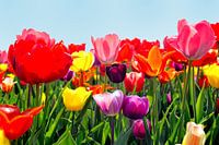 Tulips from Holland