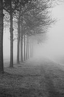 Arbres dans le brouillard