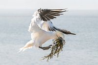 Basstölpel mit Nistmaterial