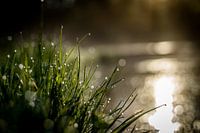 druppels langs de waterkant