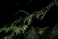 Blad met Druppel: Groen in Duistere Pracht