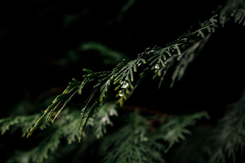 Feuille avec goutte : Le vert dans sa splendeur sombre par Inez Nina Aarts