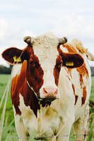 Fotografie Puur Natuur