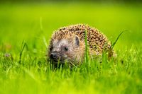 Igel im Obstgarten - 2