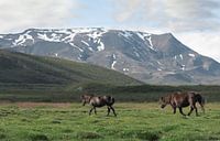 Islandpferd in Island