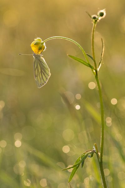 sleeping Green-veined White in a buttercup by Francois Debets