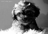 PUPPY (ALEXX FAASSE, 2017)