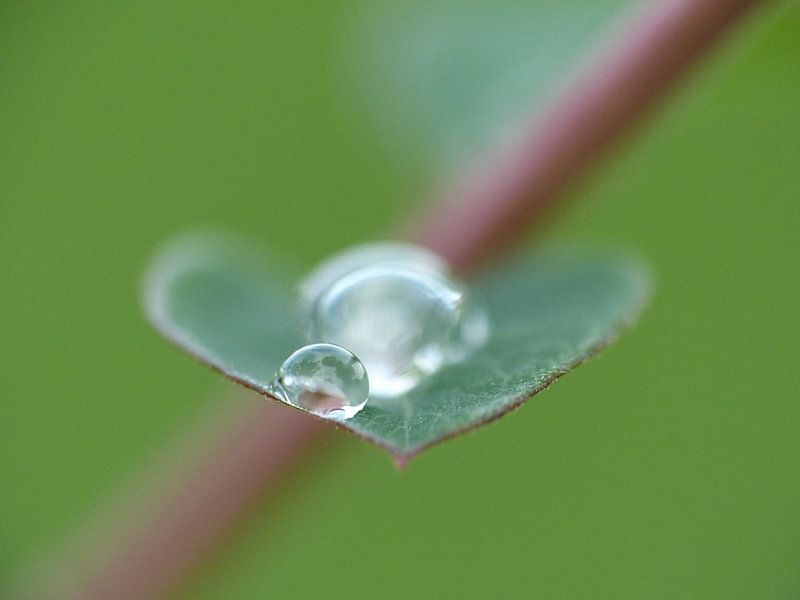 Druppel op hart vormig blad von Gonnie van Hove