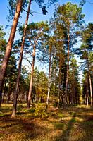 Les pins dans la lumière automnale d'octobre
