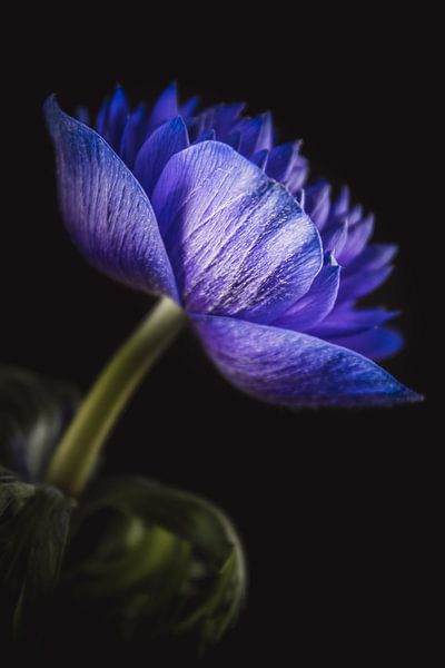 Kunst Anemone von Sandra Hazes