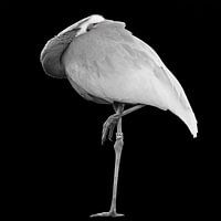 Crane with dark background