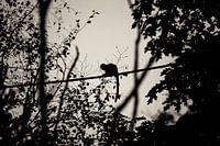 Silhouet Aap op stok