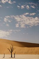 Light and shade in Namibia's Dodevlei