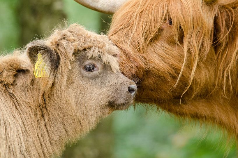 Mother and calf by Elles Rijsdijk