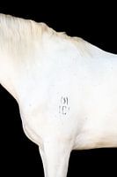 Bildende Kunst Pferd