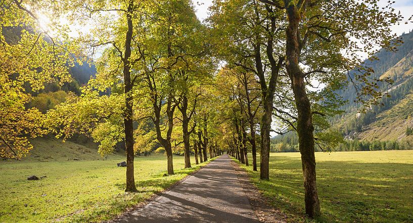 alley with maple trees in october, Oytal valley near Oberstdorf by SusaZoom