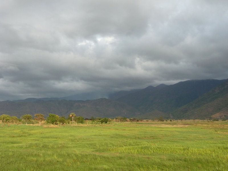 'Graslandschap', Tanzania by Martine Joanne