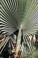 Pour l'amour des palmiers | Photographie de voyage en Italie