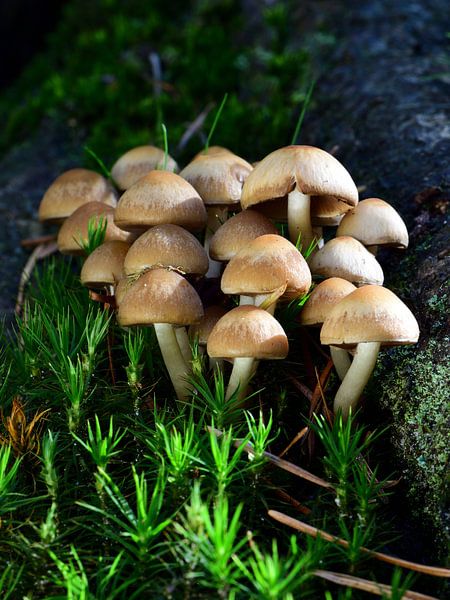 Mushrooms in the moss by Gerard de Zwaan