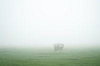 Koe in mistig weiland