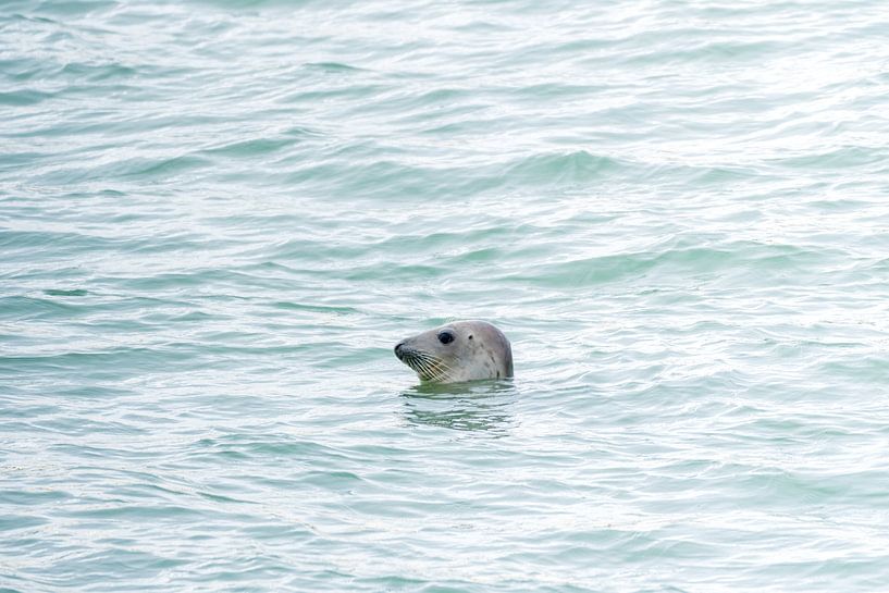 Sceau à l'écluse de Brouwersdam par Merijn Loch