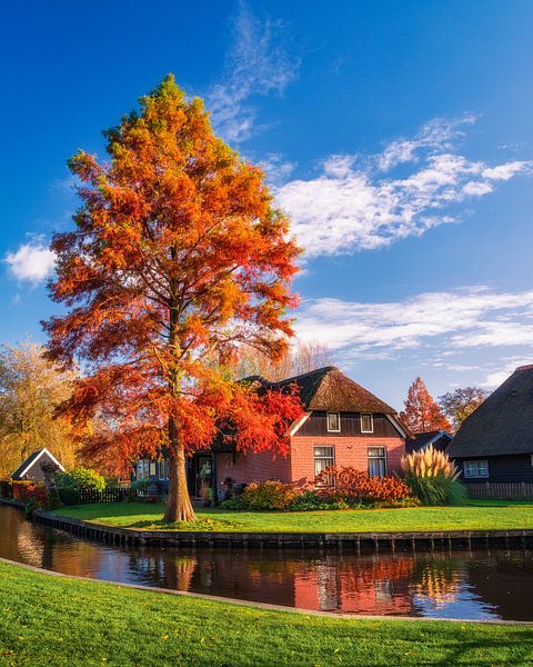 Autumn Tree by the Canal in Giethoorn in the Netherlands van Arda Acar