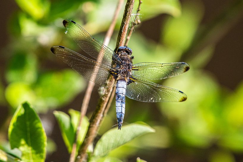 Blau-weiße Libelle in Nahaufnahme. von Brian Morgan