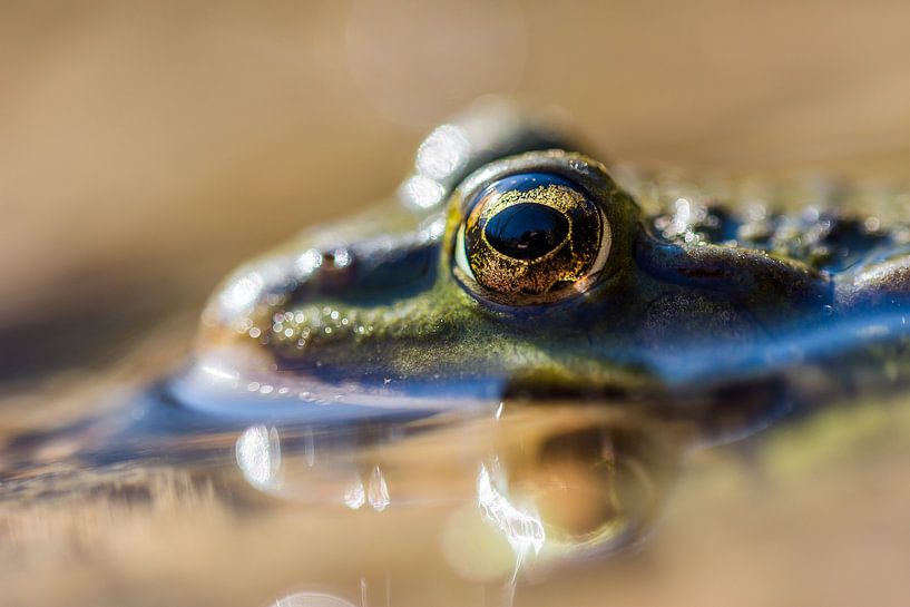 À travers l'œil de la grenouille par Danny Slijfer Natuurfotografie