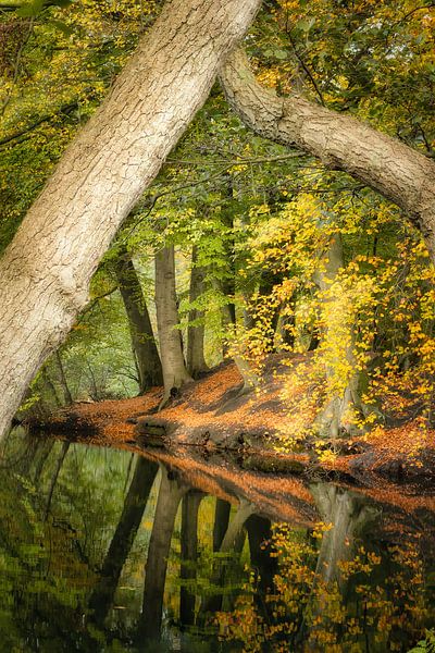 Autumn Reflected by Ellen Borggreve