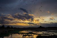 Sonnenuntergang Haaksbergerveen mit Gänsen.