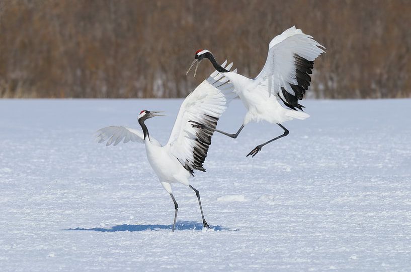 Red Crowned Cranes VI by Harry Eggens