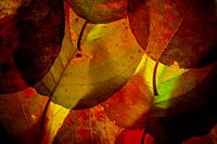 Feuilles d'automne 7