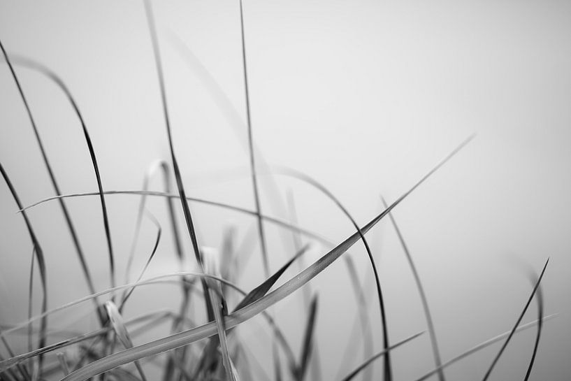 Dünengras von Rik Verslype