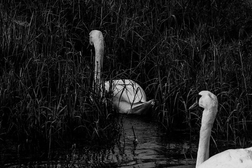 Swans. Autumn. Black and white. by Quinten van Ooijen