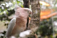 Pink Cockatoo