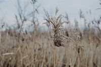 Les roseaux en hiver