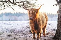 Scottish Highlander