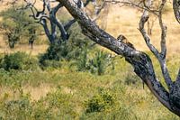 Leopard ruht auf einem Ast – Serengeti, Tansania