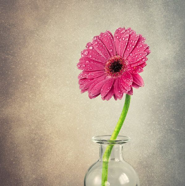 Gerbera by Lorena Cirstea