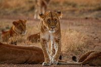 Les Liones en mouvement