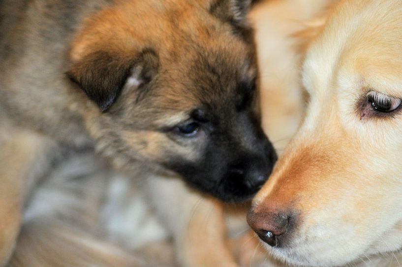 Puppy  by Heopics Fotografie