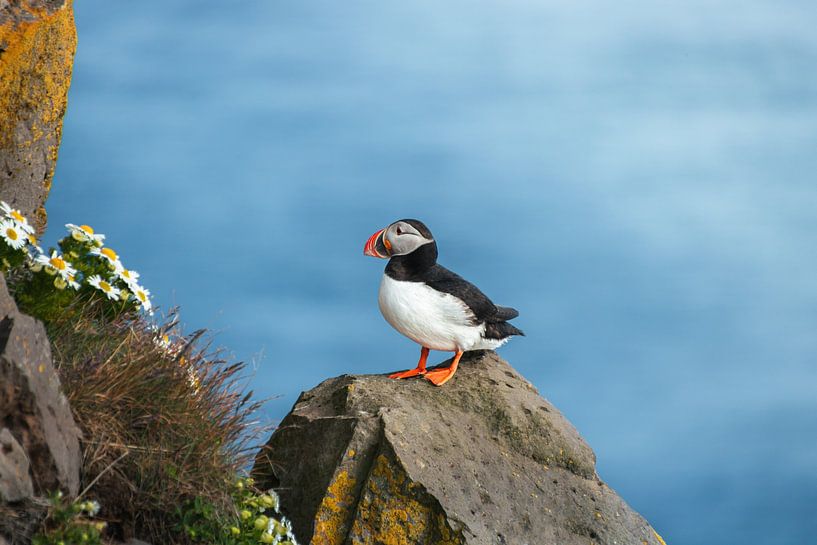 Papageientaucher auf einer Klippe in Island von Lennart ter Harmsel